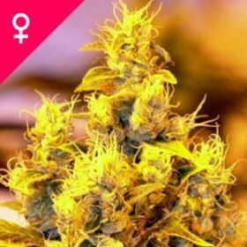 Feminized Seeds